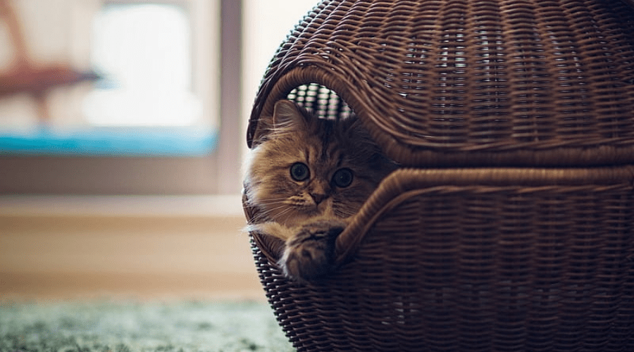 cat home accessories